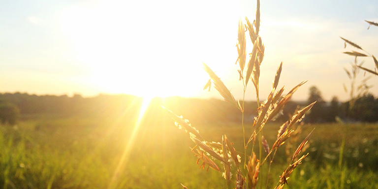 Ein Feld mit Gräsern und im Hintergrund die Sonne