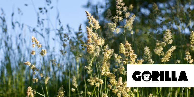 Prairie d'herbes avec le logo de GORILLA